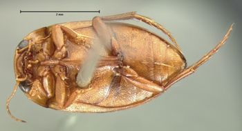 Media type: image;   Entomology 6011 Aspect: habitus ventral view